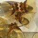 9 glasses amber feet notched wheels