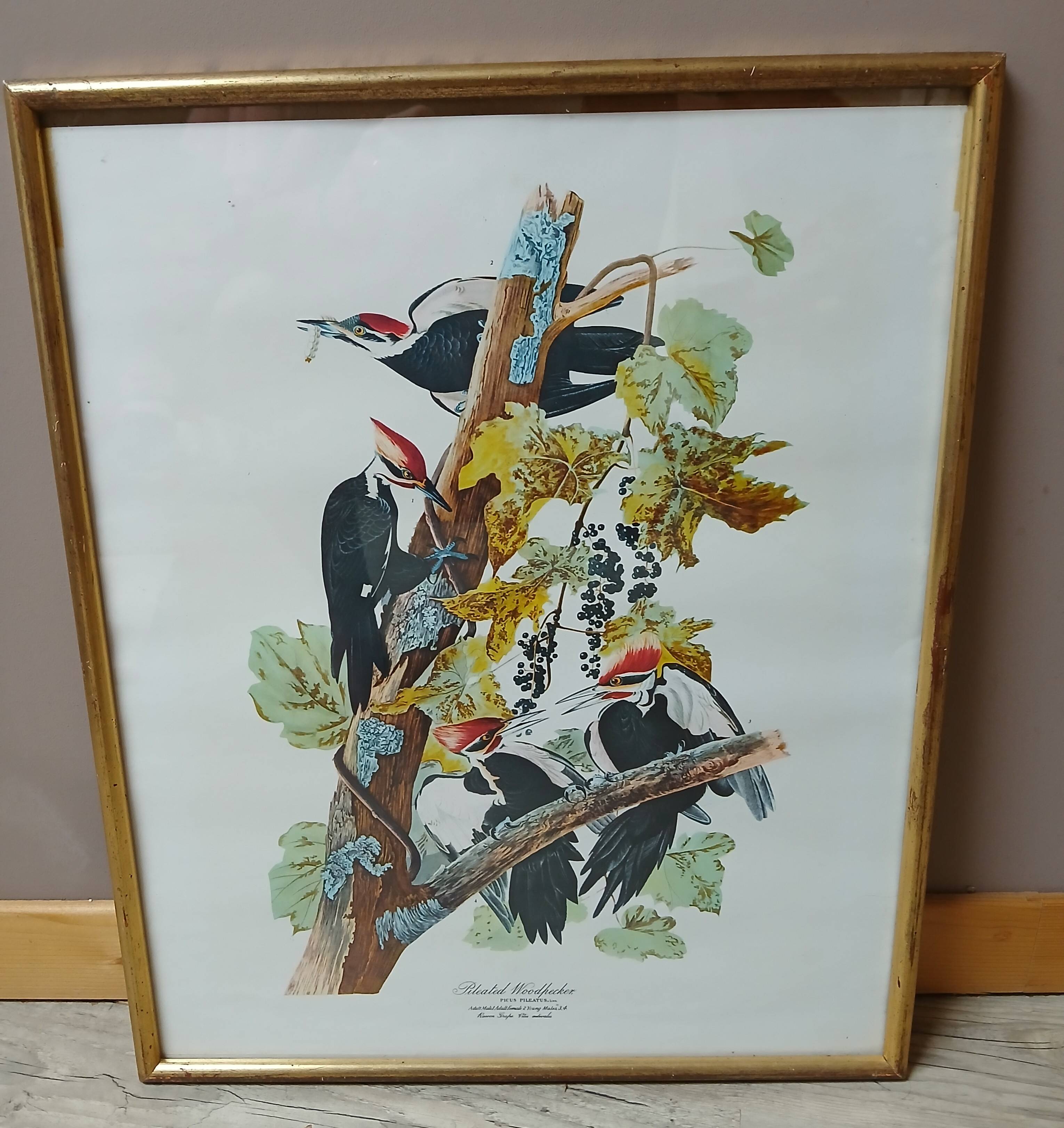 Lithograph by J. Audubon "Piteated Woodpecker" framed, 1950s/1960s