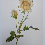 Planche botanique de rose - vintage original de 1968 -  joanna hill🌹