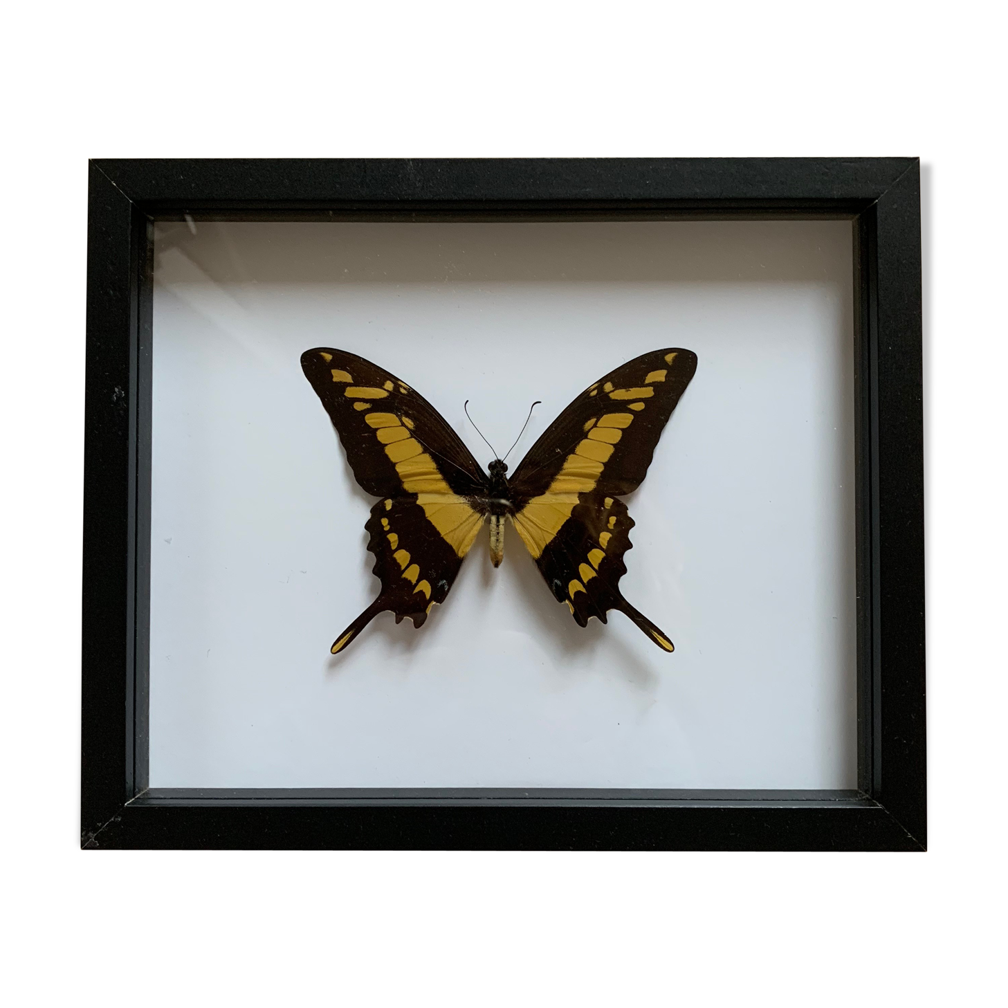 Naturalized butterfly frame