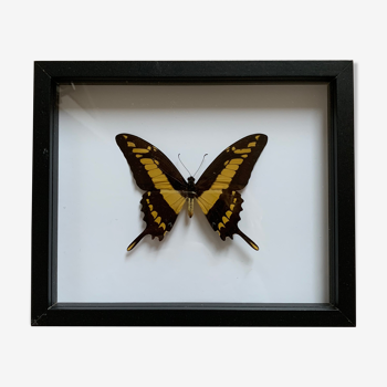 Naturalized butterfly frame