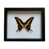 Naturalized butterfly frame