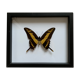 Naturalized butterfly frame