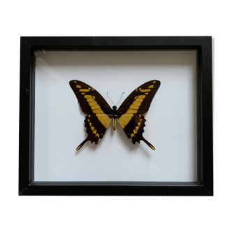 Naturalized butterfly frame