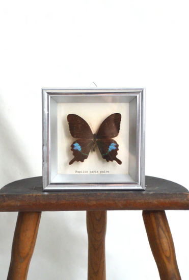Papilio Paris Pairs butterfly frame
