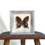 Papilio Paris Pairs butterfly frame
