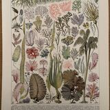 Lithograph engraving algae from 1928