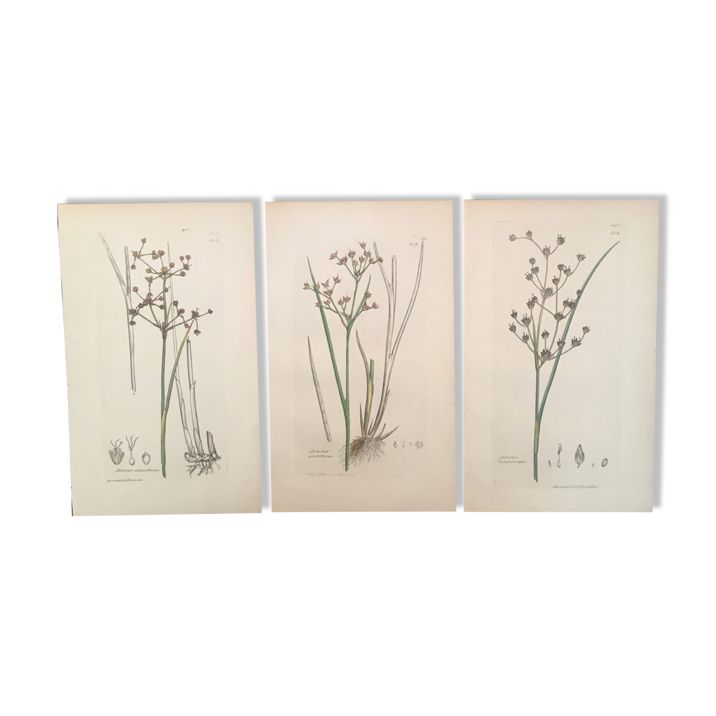 Three botanical plates published in 1809