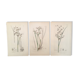 Three botanical plates published in 1809