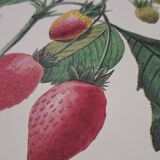 Planche botanique Fraisier à bouquet