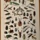 Lithograph engraving on insects from 1897 (horetica tuberculata)