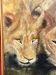 Huile sur toile "Lionnes au Marigot" par Dominique PROTTI-BARAIZE