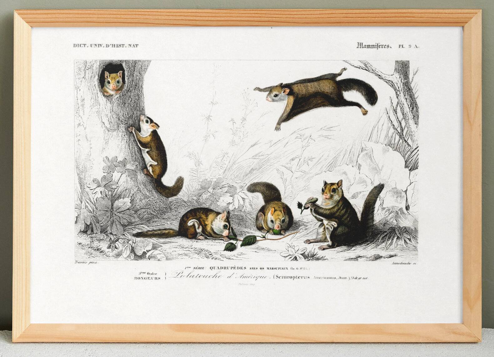 Poster about the American flying squirrel, based on an old engraving