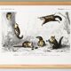 Poster about the American flying squirrel, based on an old engraving