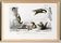 Poster about the American flying squirrel, based on an old engraving