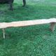 Large old fir bench