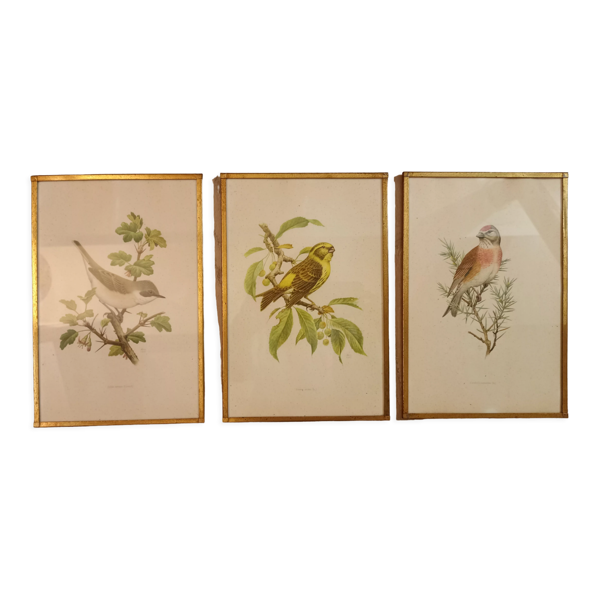 Old lithographs 1957