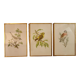 Old lithographs 1957