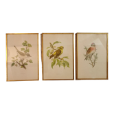 Old lithographs 1957