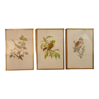 Old lithographs 1957