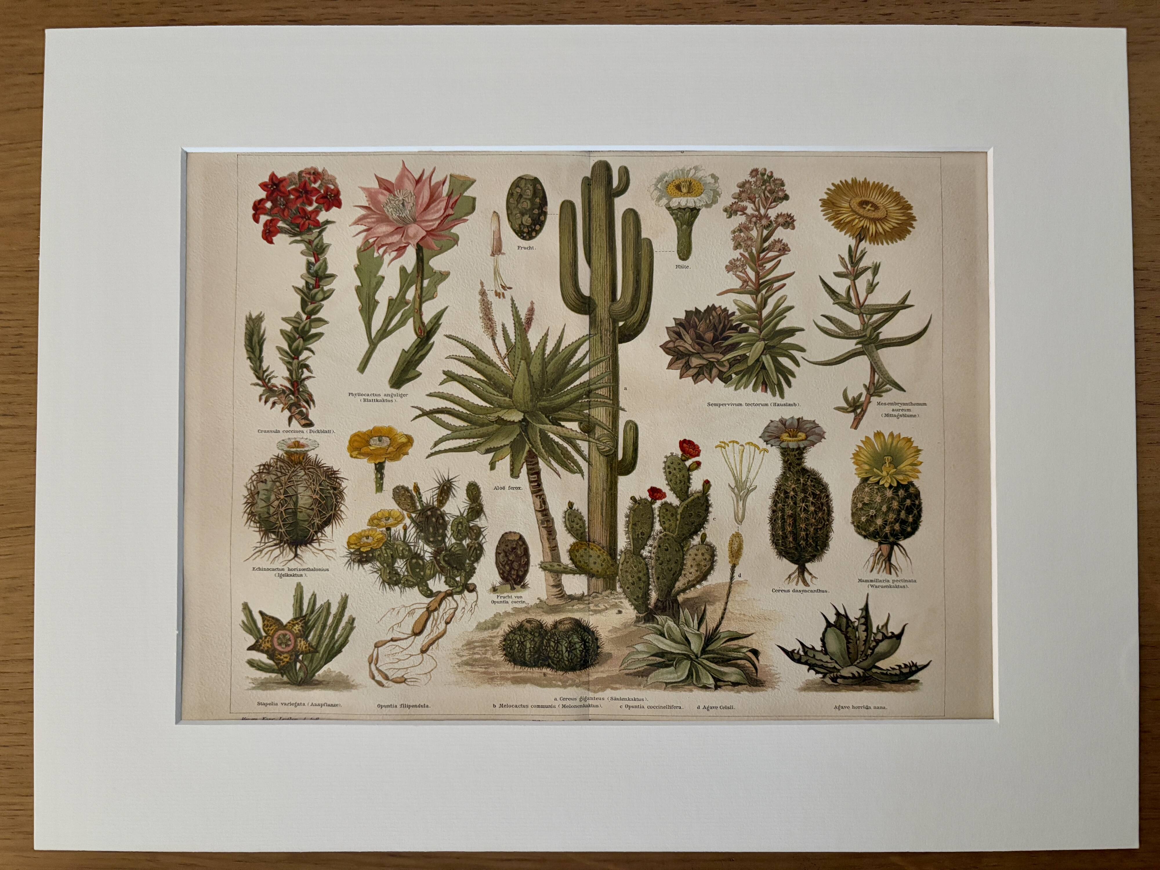 Lithographie gravure sur les cactus et plantes grasses, 1890