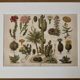 Lithographie gravure sur les cactus et plantes grasses, 1890