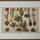 Lithograph engraving of cacti and succulents – 1890