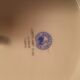 Porcelain dish from Limoges Raynaud