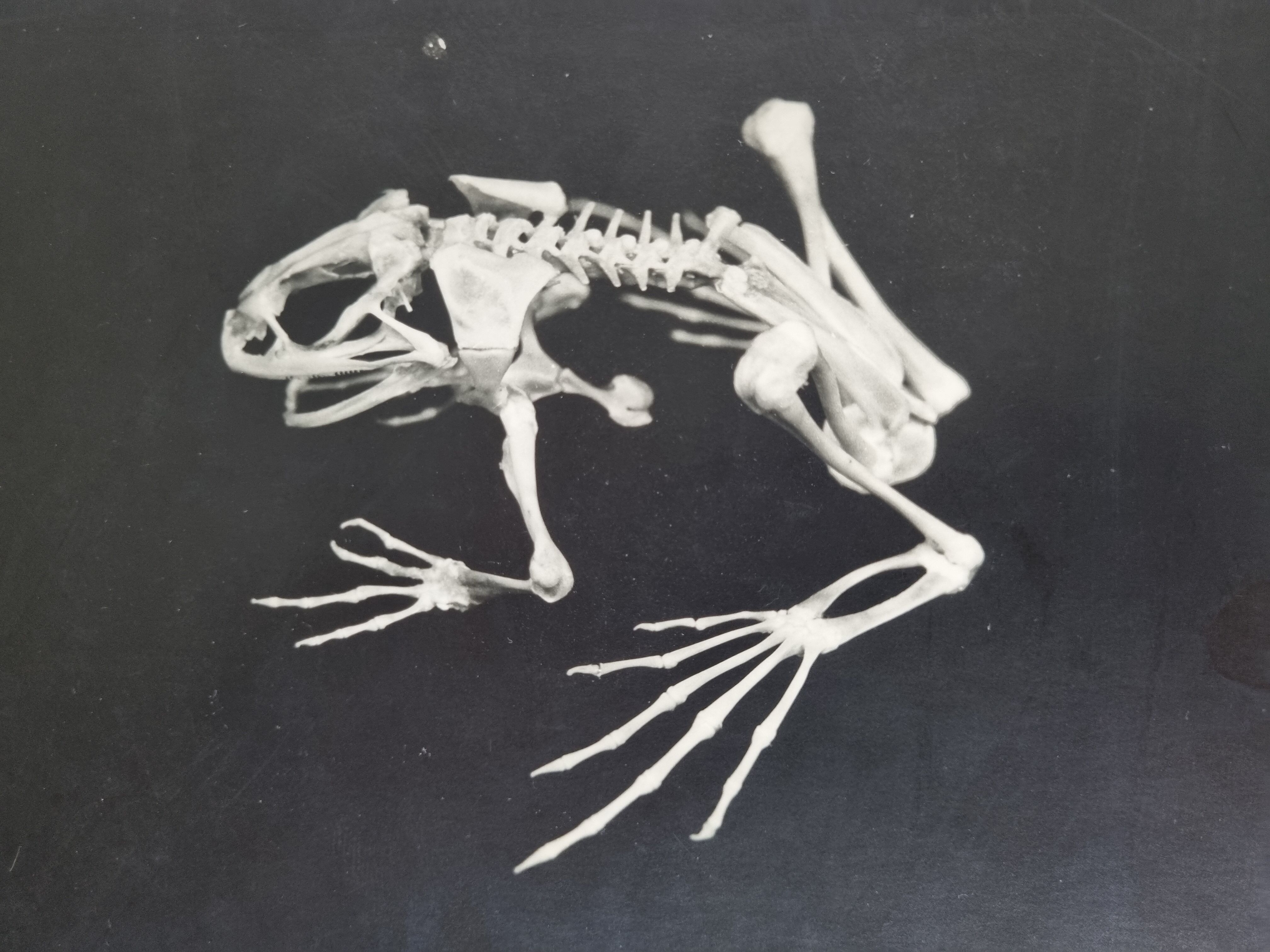 Cabinet of Curiosity, set of four anatomy photographs