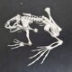 Cabinet of Curiosity, set of four anatomy photographs
