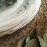 Flat plates myosotis veronica with small blue flowers