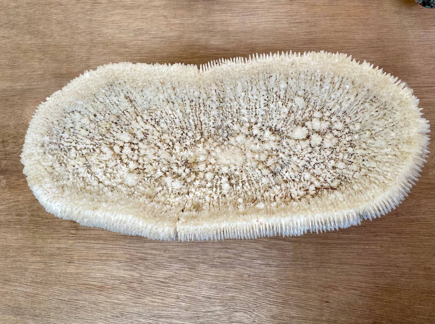 Coral “shark cushion”