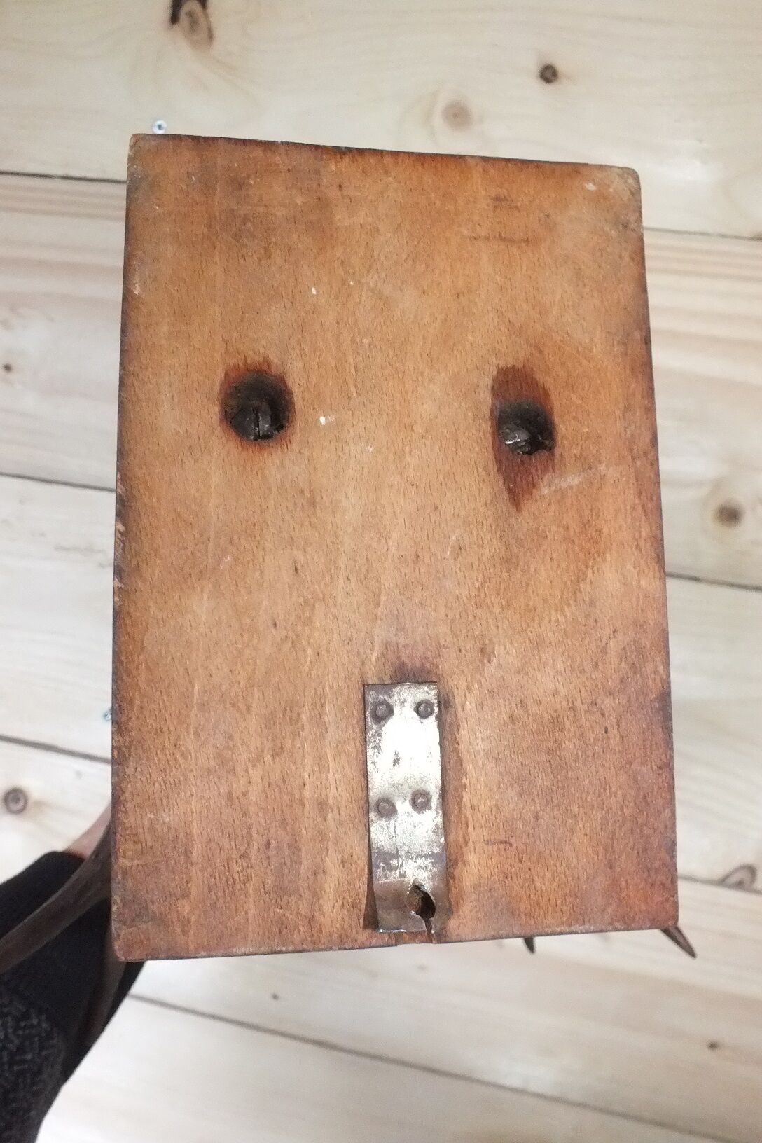 Hunting trophy, deer antler