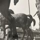 Old black and white silver photography early twentieth century