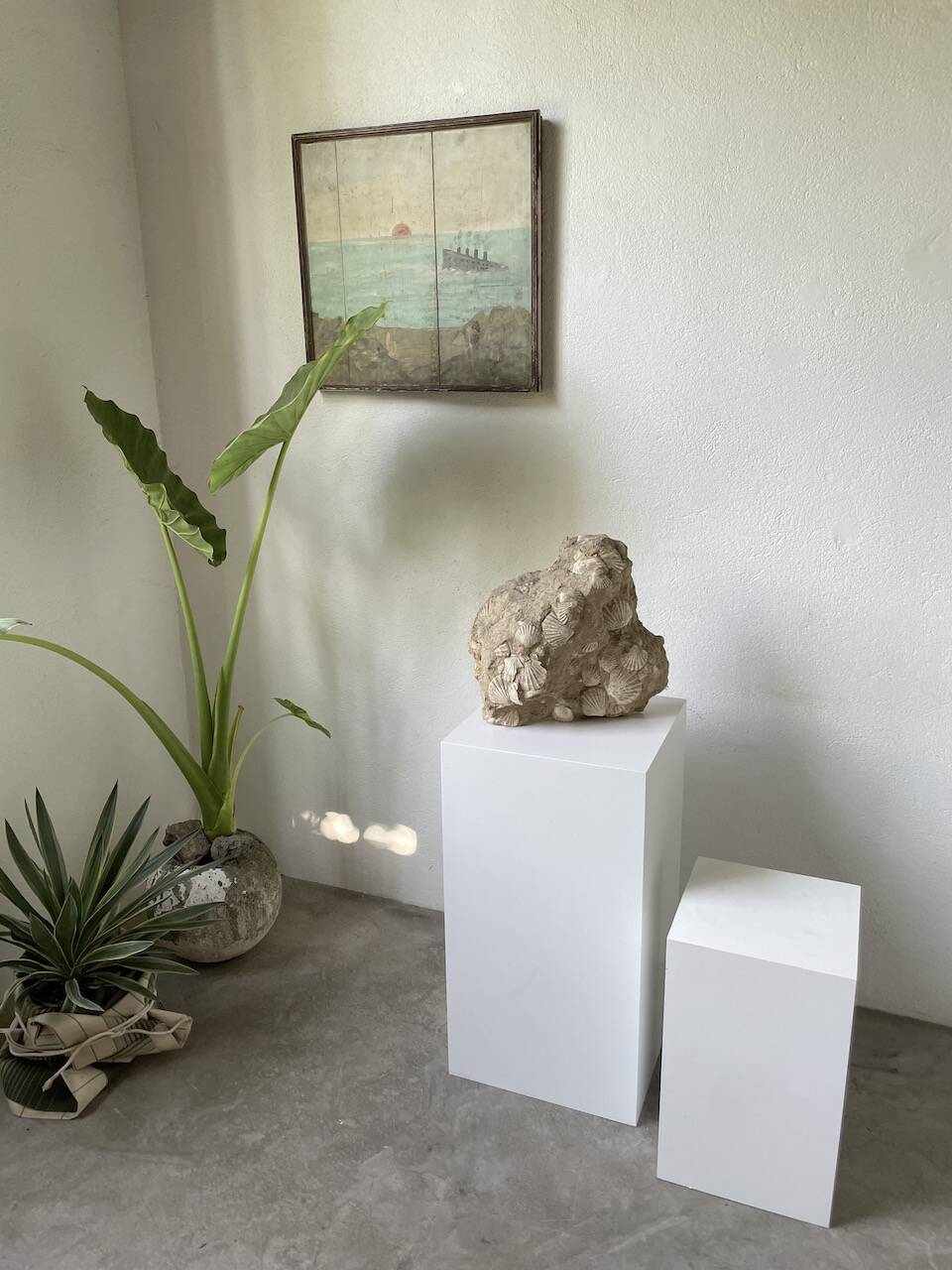 Fossil sedimentary rock and shell