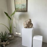 Fossil sedimentary rock and shell