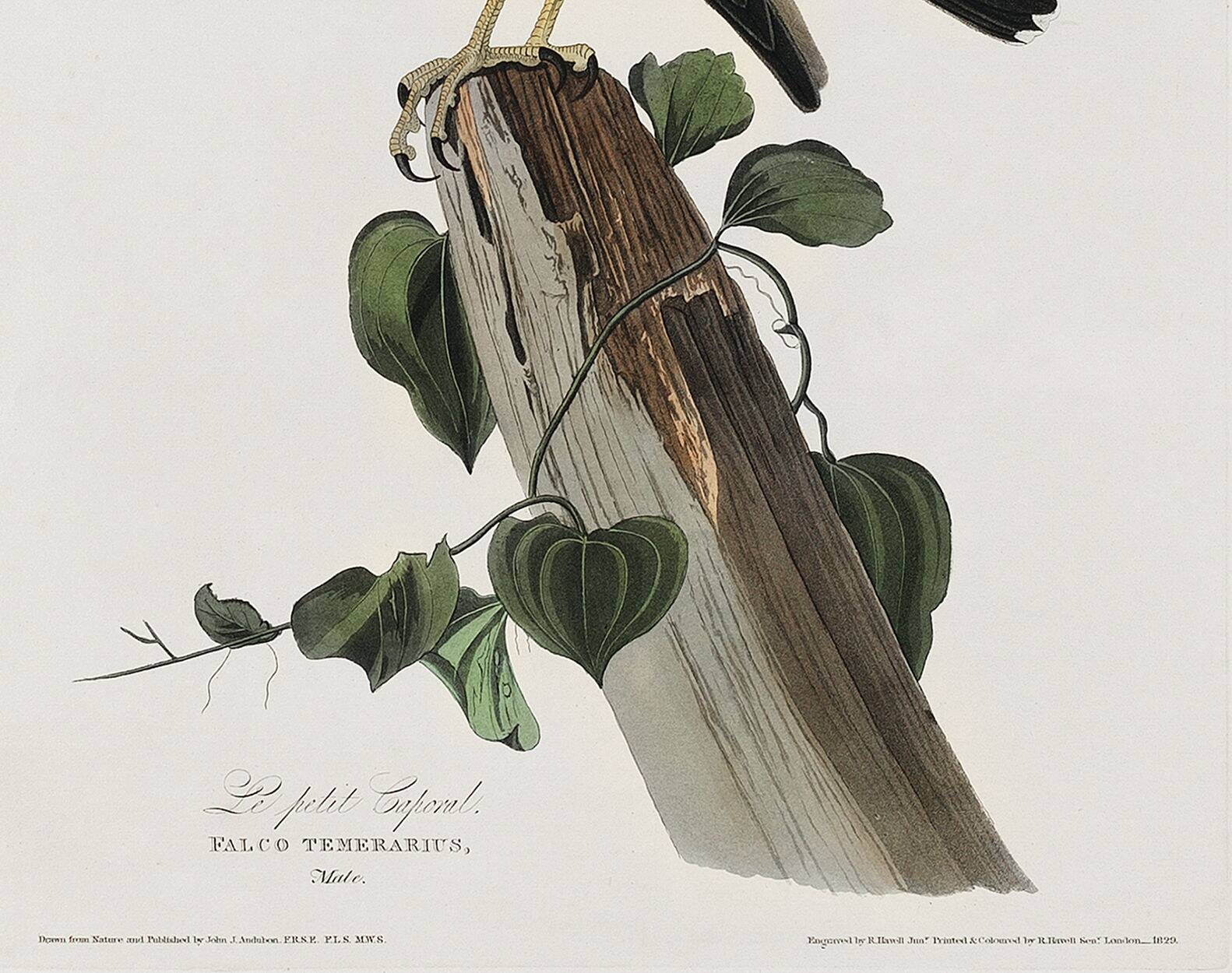 Poster about the Merlin Falcon, based on an old engraving from 1827.