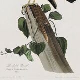 Poster about the Merlin Falcon, based on an old engraving from 1827.