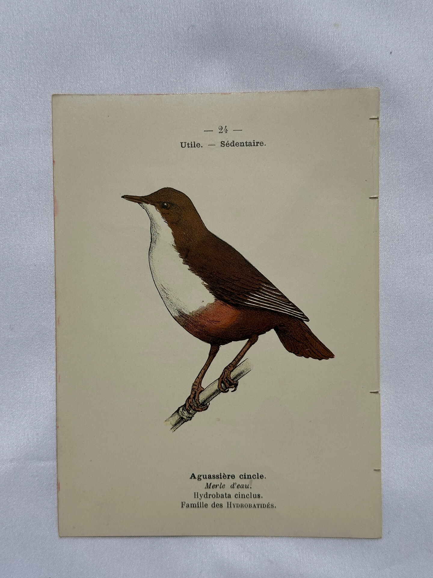 Planche Botanique Gravure oiseaux naturaliste ancienne 19eme