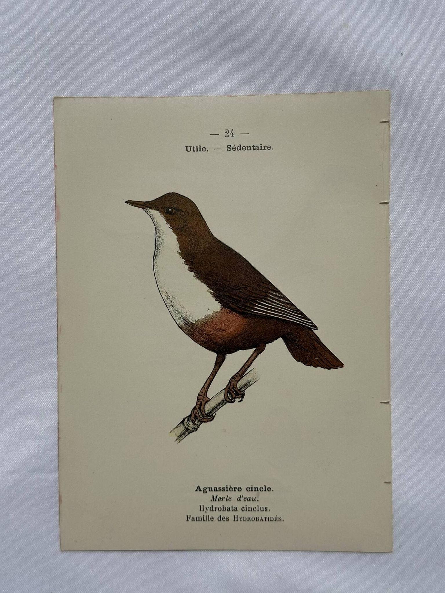 🐦 Botanical Plate Engraving of Birds, 19th Century Naturalist