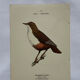 Planche Botanique Gravure oiseaux naturaliste ancienne 19eme