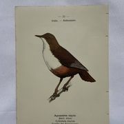🐦 Botanical Plate Engraving of Birds, 19th Century Naturalist