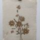 Planche fleurs séchées