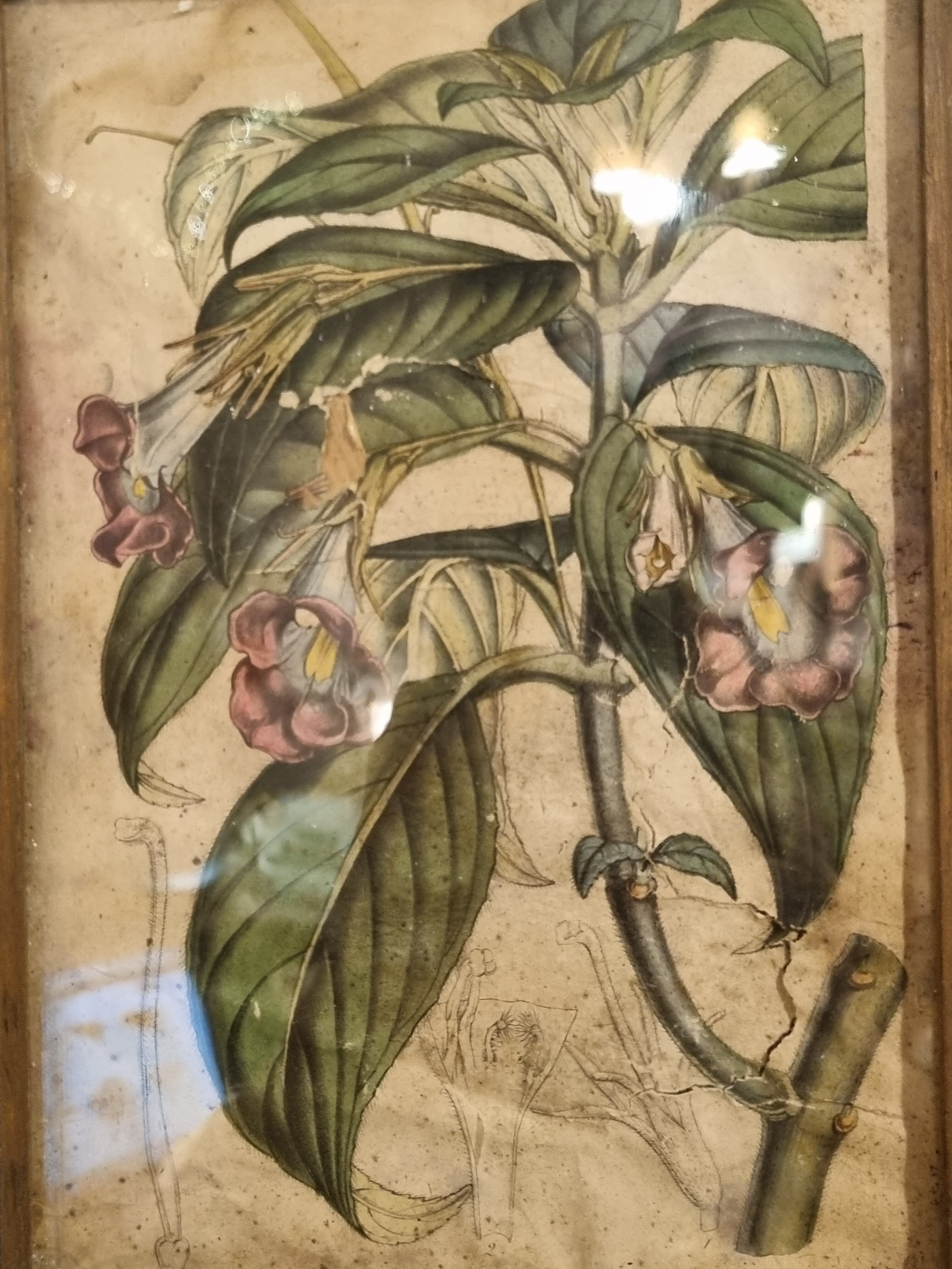 Floral engraving late 18th