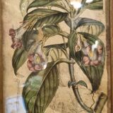 Floral engraving late 18th