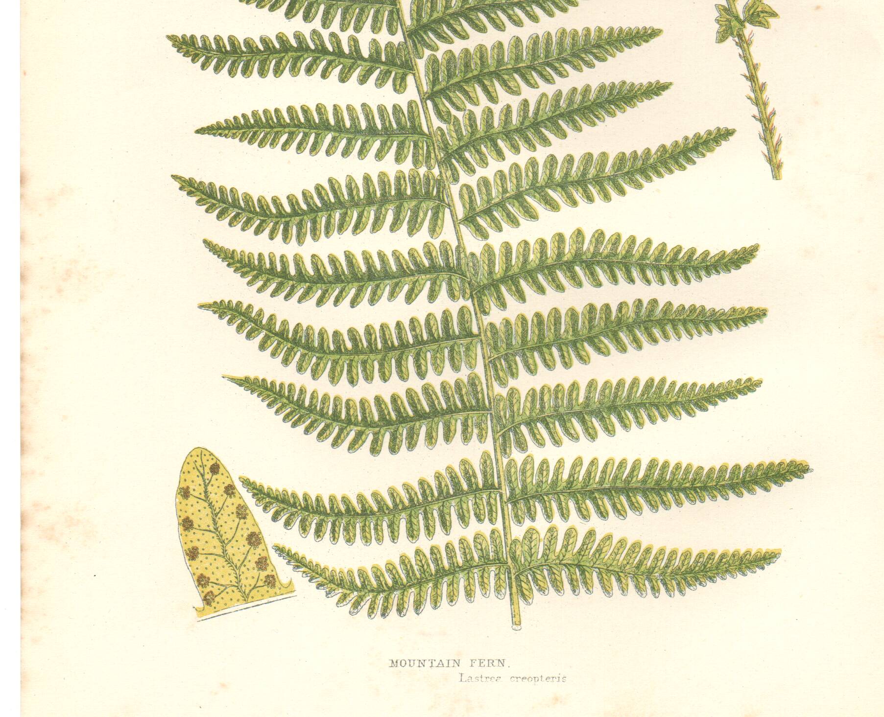 Chromolithographie ancienne botanique 1889 - Fougère des montagnes de Pratt