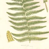 Chromolithographie ancienne botanique 1889 - Fougère des montagnes de Pratt