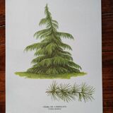 Botanical poster - Himalayan cedar