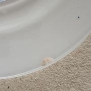 Lot de 5 assiettes terre de fer dépareillées