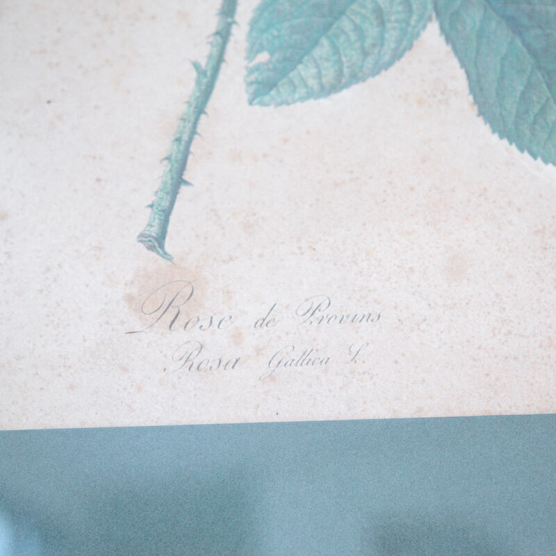 Poster plank botanical engraving rose of provins by Gerard Van spaedonck